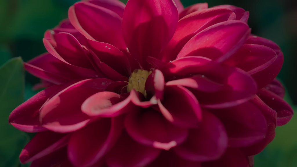 Zone d’intérêt (The interest)